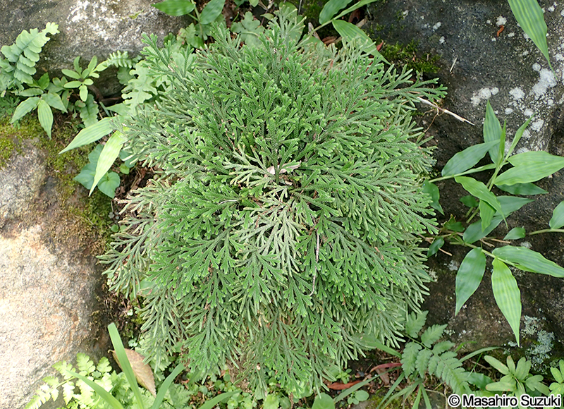イワヒバ Selaginella tamariscina