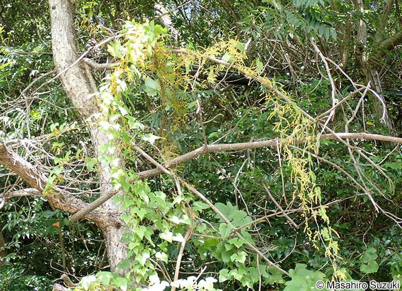 カエデドコロ Dioscorea quinquelobata