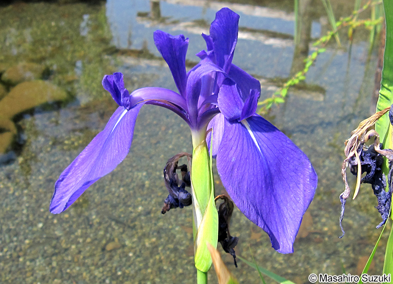カキツバタ Iris laevigata
