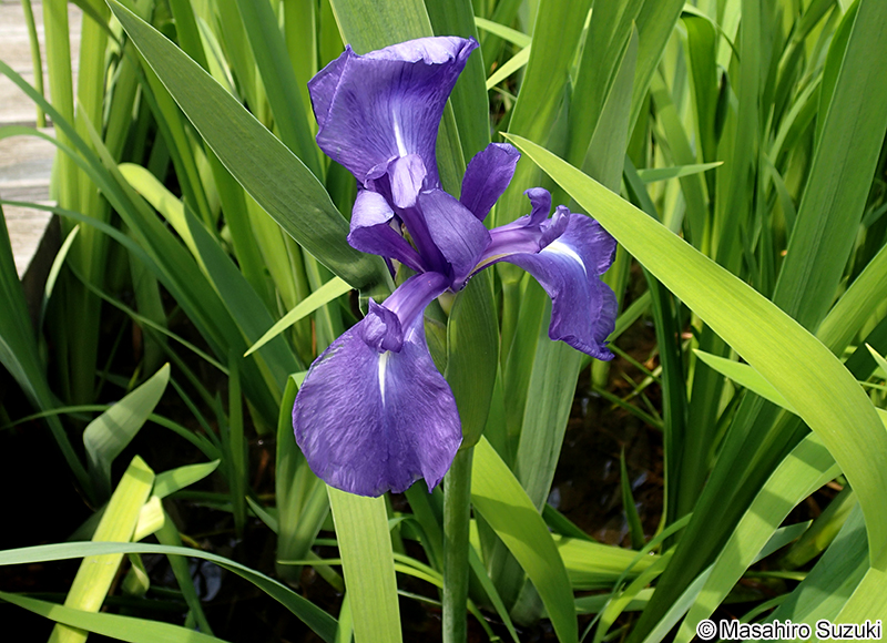 カキツバタ Iris laevigata