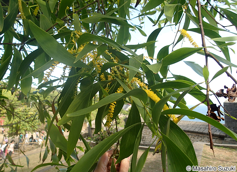 カマバアカシア Acacia auriculiformis