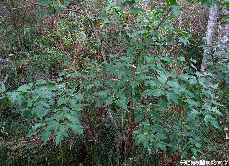 カラコギカエデ Acer ginnala var. aidzuense