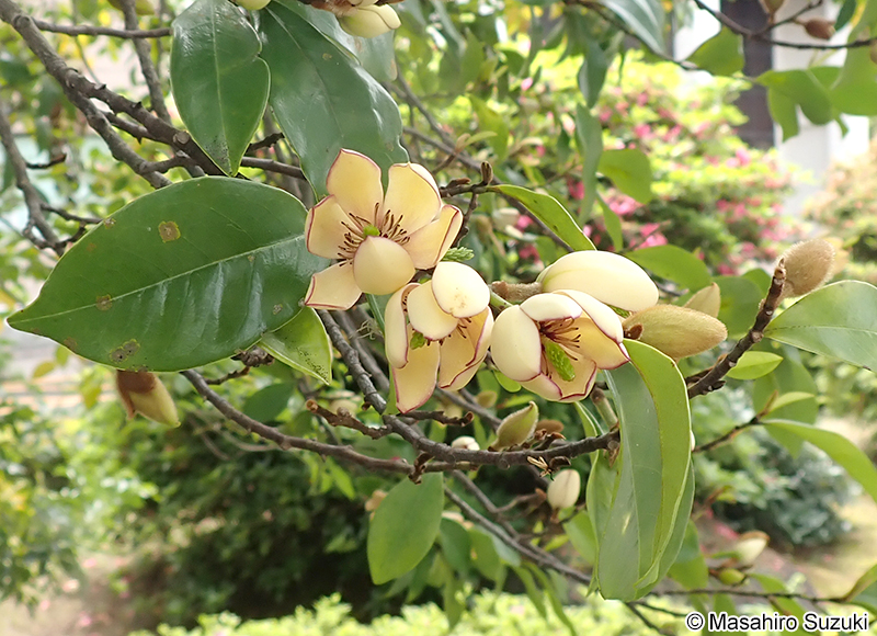 カラタネオガタマ Magnolia figo
