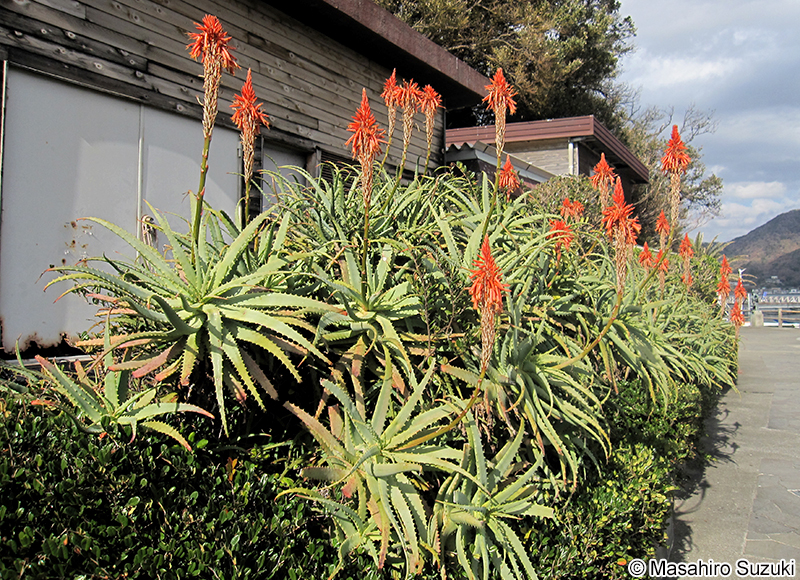 キダチアロエ Aloe arborescens