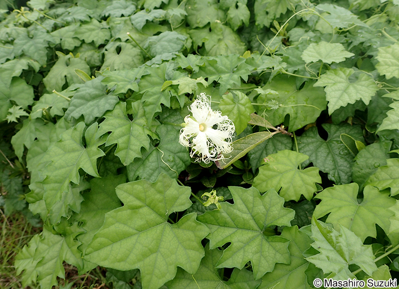 キカラスウリ Trichosanthes kirilowii var. japonica
