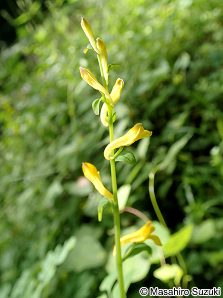キケマン Corydalis heterocarpa var. japonica