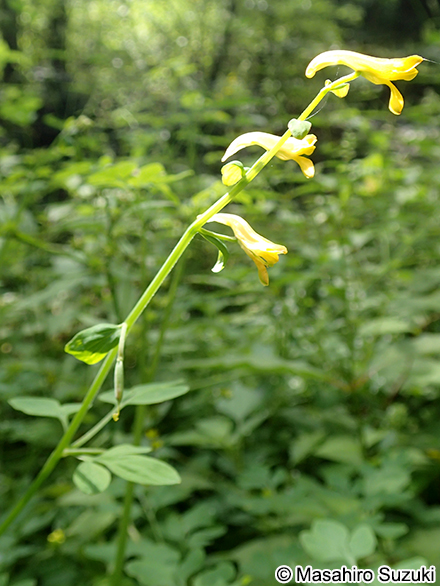 キケマン Corydalis heterocarpa var. japonica