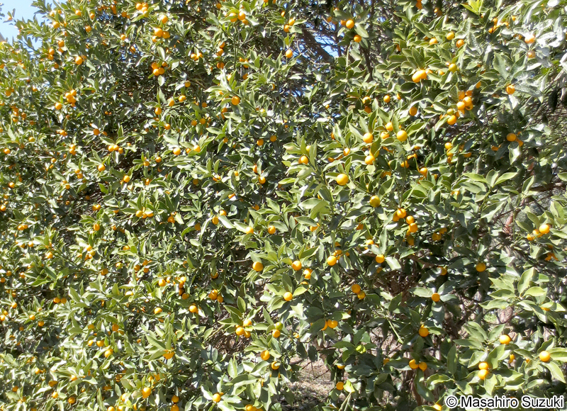 キンカン Citrus japonica