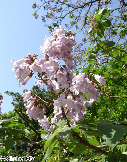 キリ Paulownia tomentosa