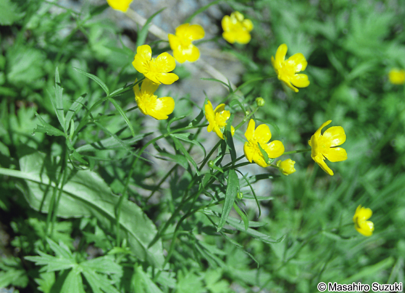 キタダケキンポウゲ Ranunculus kitadakeanus