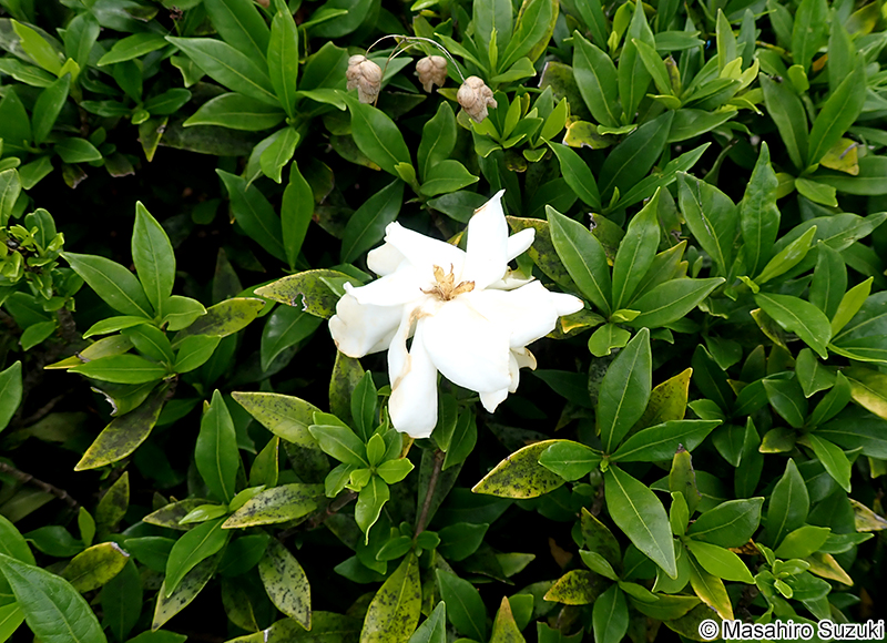 コクチナシ Gardenia jasminoides var. radicans