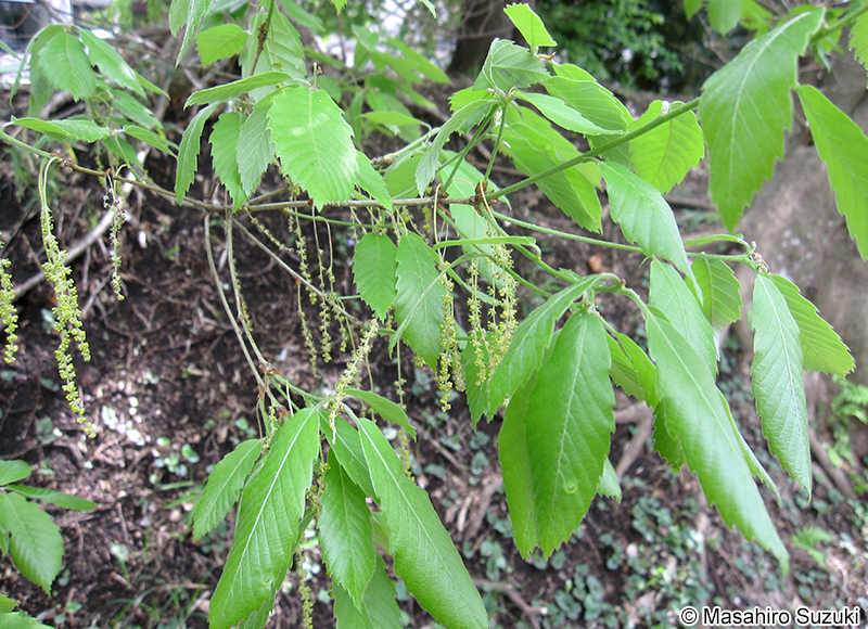 コナラ Quercus serrata