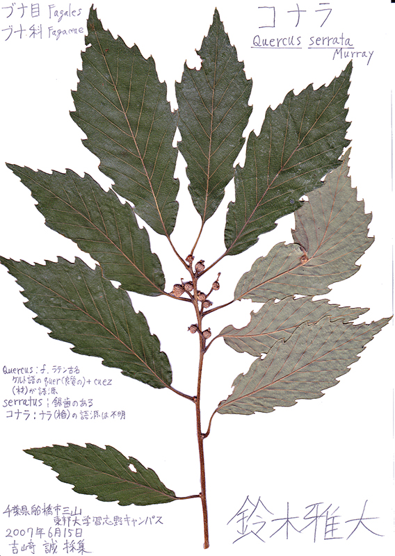 コナラ Quercus serrata
