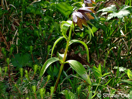 クロユリ Fritillaria camschatcensis