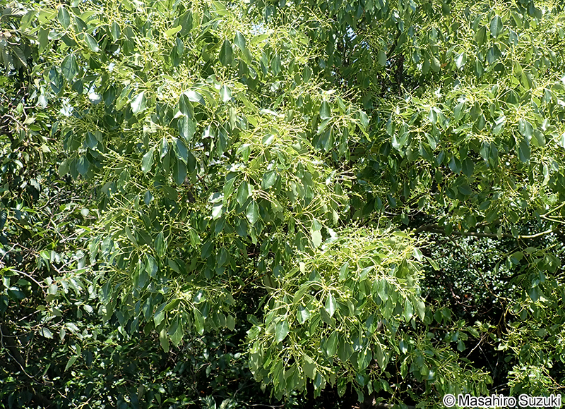 クスノキ Cinnamomum camphora