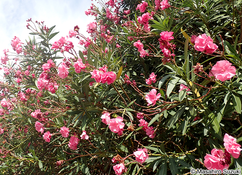 キョウチクトウ Nerium oleander var. indicum