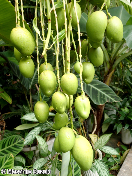 マンゴー Mangifera indica