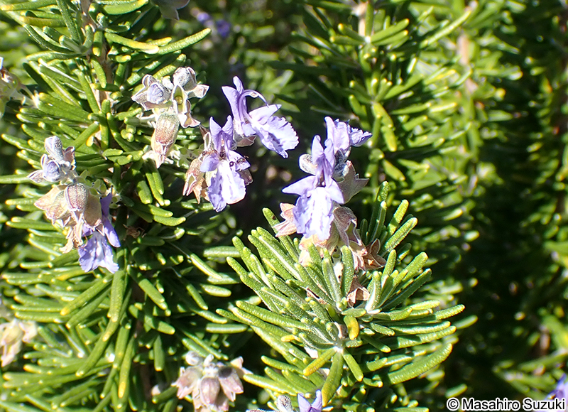 ローズマリー 'フォータ・ブルー' Salvia rosmarinus 'Fota Blue'
