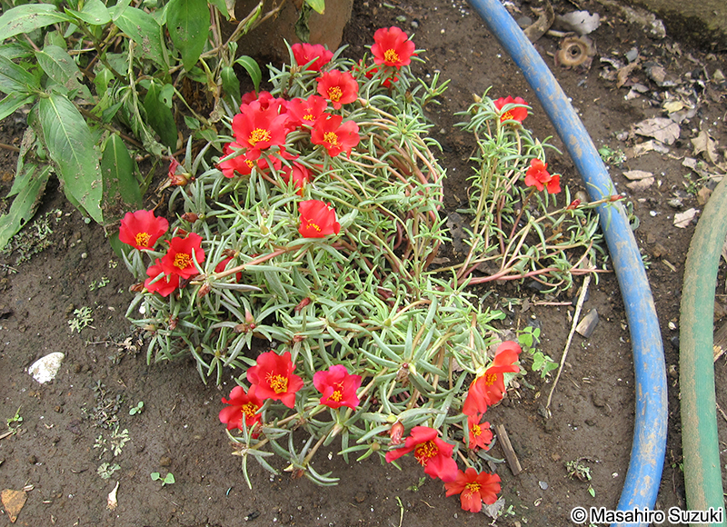 マツバボタン Portulaca grandiflora