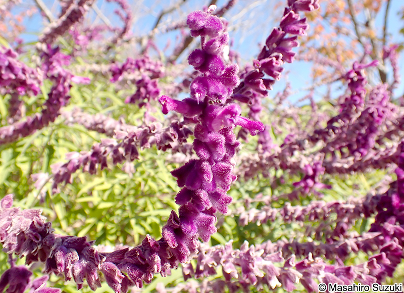 メキシカンブッシュセージ Salvia leucantha
