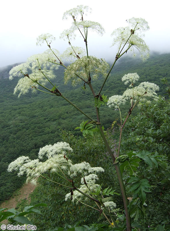 ミヤマシシウド Angelica pubescens var. matsumurae
