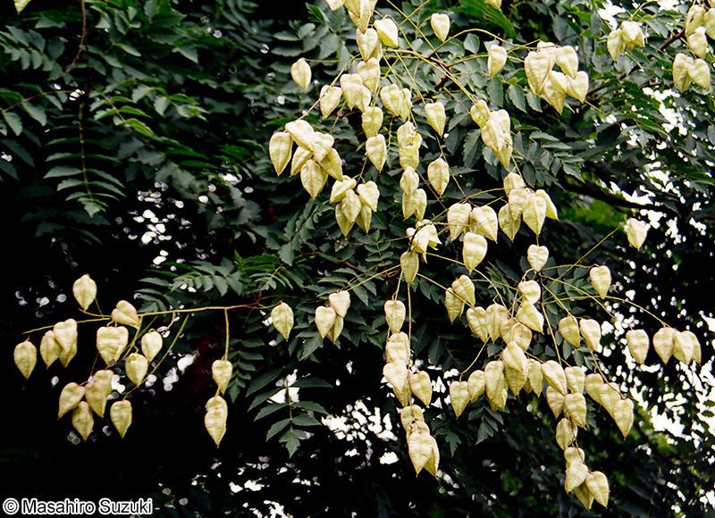 モクゲンジ Koelreuteria paniculata