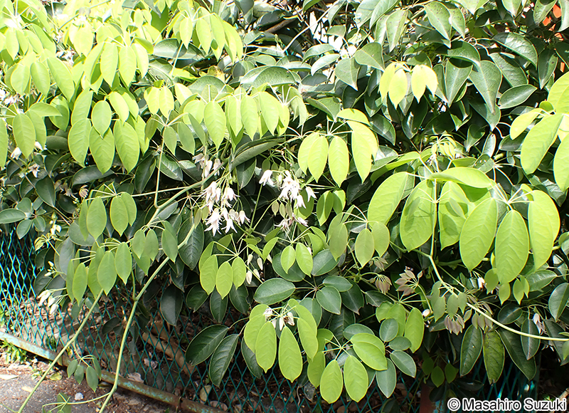 ムベ Stauntonia hexaphylla