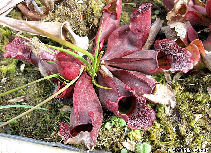 ムラサキヘイシソウ Sarracenia purpurea