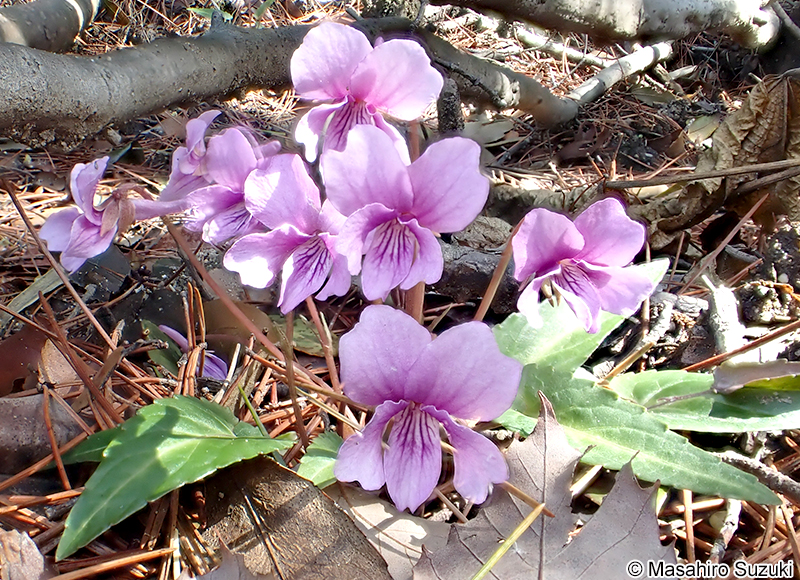 ナガバノタチツボスミレ Viola ovato-oblonga
