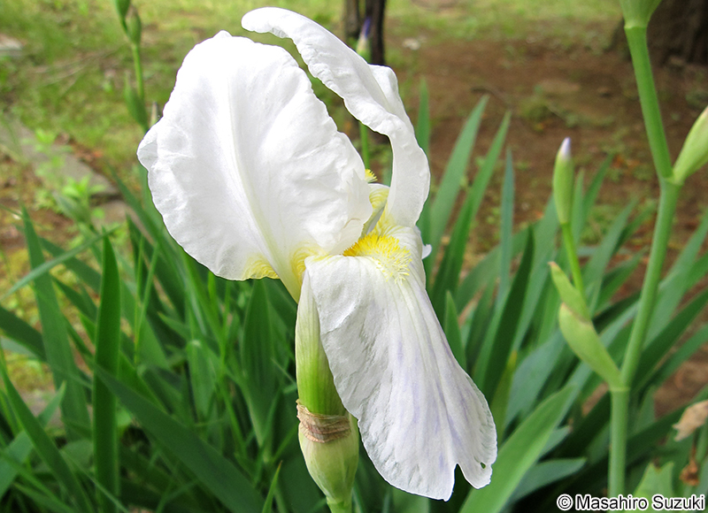 ニオイイリス Iris germanica 'Florentina'