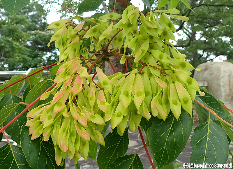 ニワウルシ Ailanthus altissima