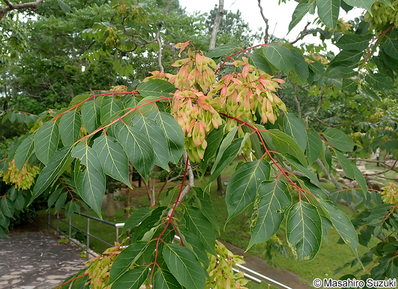 ニワウルシ Ailanthus altissima