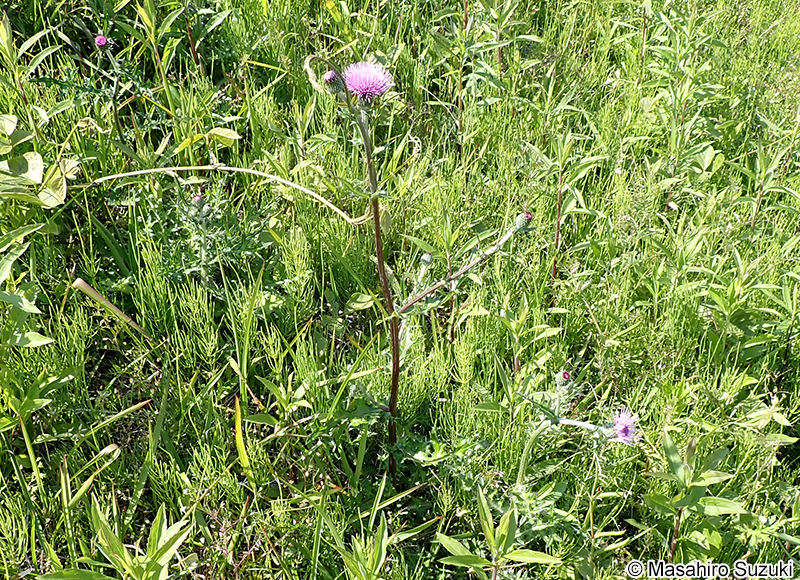 ノアザミ Cirsium japonicum
