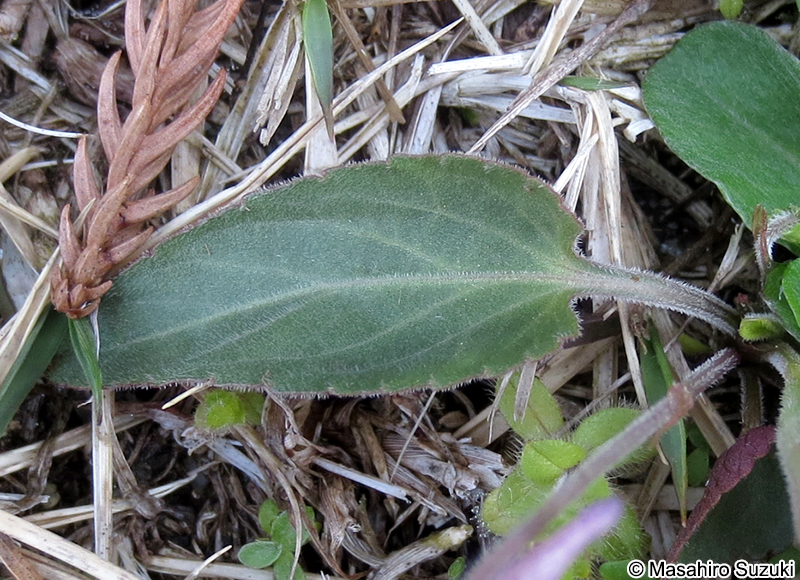 ノジスミレ Viola yedoensis