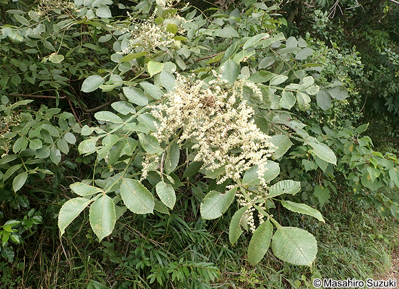 ヌルデ Rhus javanica var. chinensis