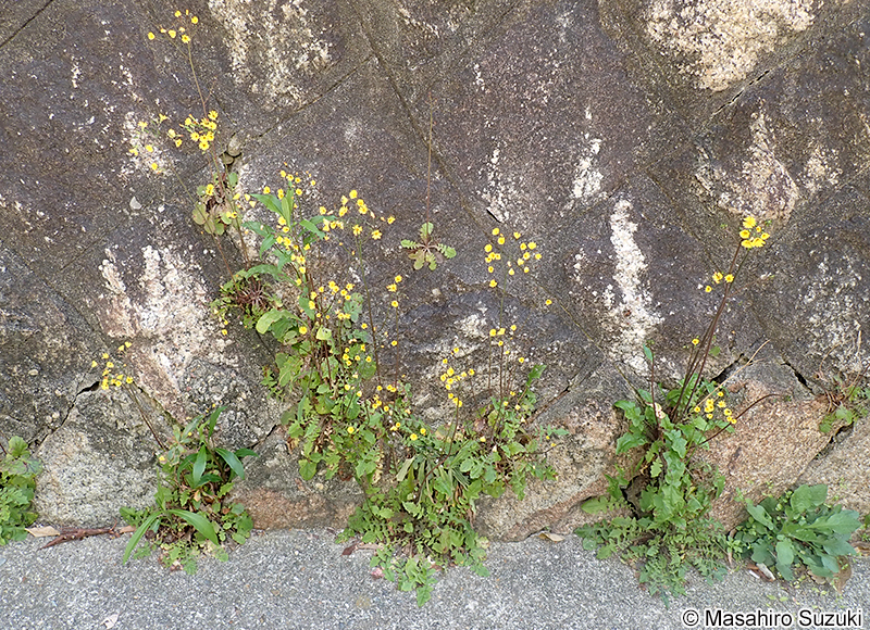 オニタビラコ Youngia japonica