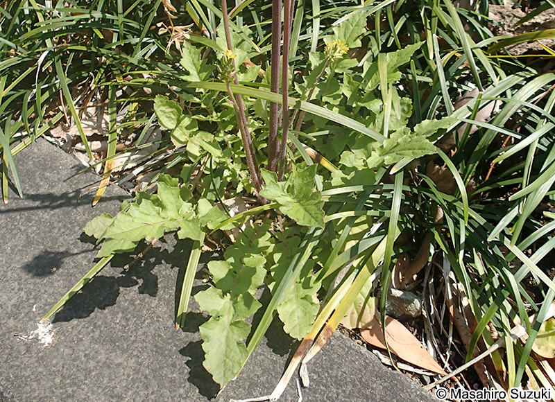 オニタビラコ Youngia japonica