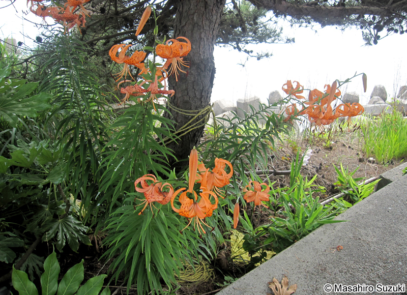 オニユリ Lilium lancifolium