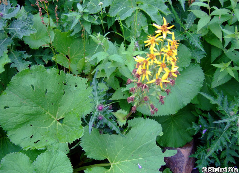 オタカラコウ Ligularia fischeri