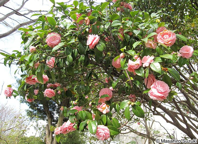 オトメツバキ Camellia rusticana