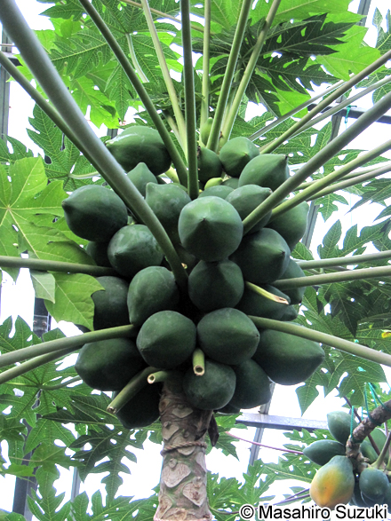 パパイア Carica papaya