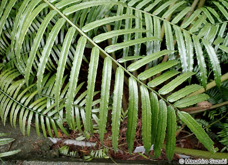 リュウビンタイ Angiopteris lygodiifolia