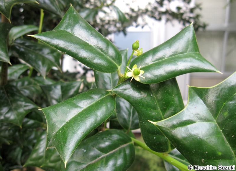セイヨウヒイラギ Ilex aquifolium