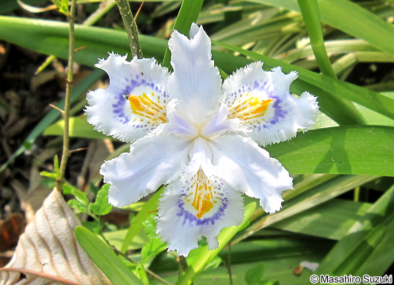 シャガ Iris japonica