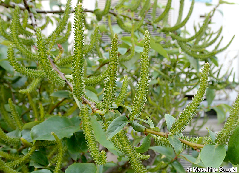 シバヤナギ Salix japonica