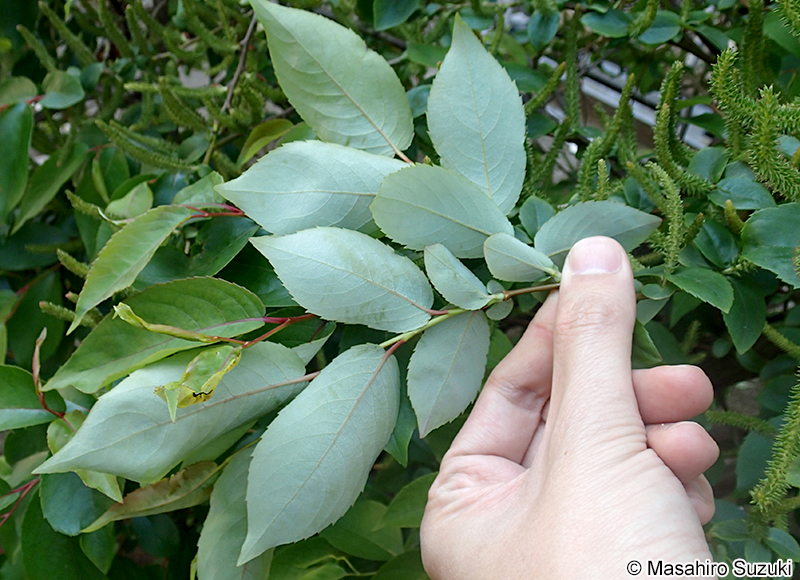 シバヤナギ Salix japonica