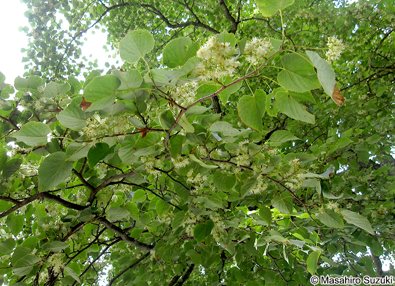 シナノキ Tilia japonica