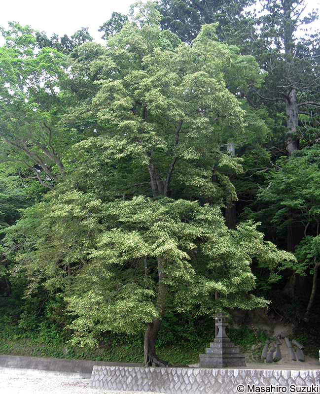 シナノキ Tilia japonica