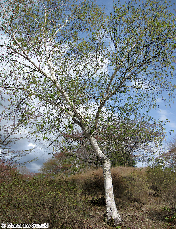 シラカンバ Betula platyphylla