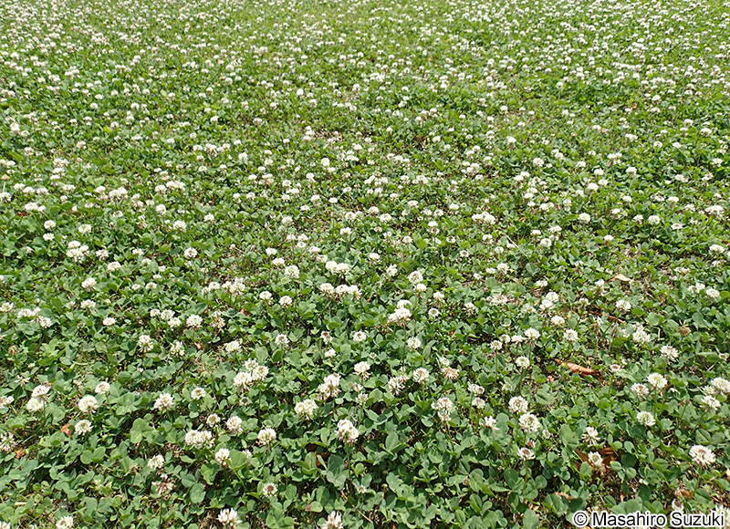 シロツメクサ（クローバー） Trifolium repens